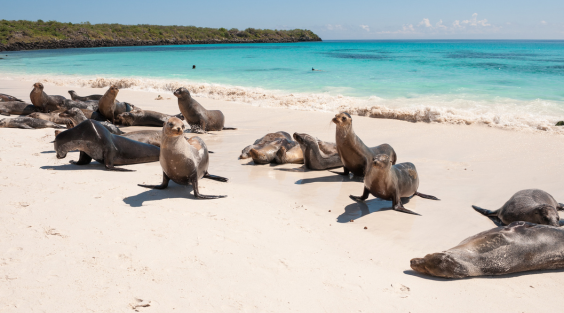 Galapagos Islands