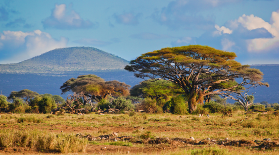Journey to Southern Africa 
