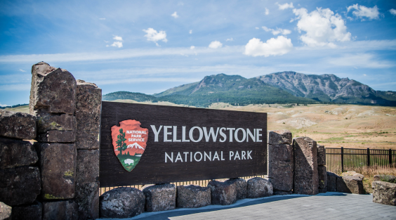 Wolves &amp; Wildlife of Yellowstone